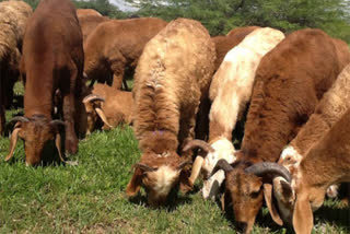 Distribution of sheep in telangana