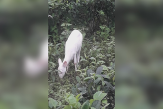 Rare species of white deer captured on camera  Rare species of white deer  assam  Kaziranga National Park  കാസിരംഗ ദേശീയോദ്യാനം