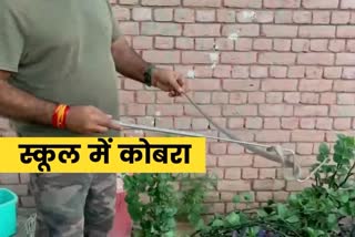 cobra snake found in baghanki village manesar gurugram