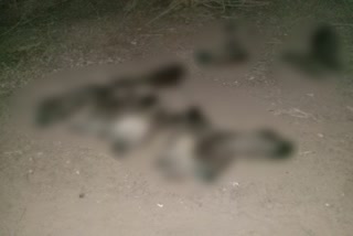 15 peacocks died in jodhpur,  peacock death in jodhpur