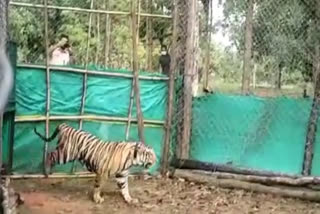 tiger and tigress will increase their lineage in Sanjay Tiger Reserve