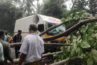 ACCIDENT  അപകടം  lorry accident  ലോറി അപകടം  മരം വീണ് അപകടം  Tree fell on top of the lorry  road accident