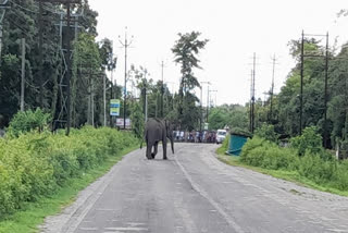 കാട്ടാന  കാട്ടാന ശല്യം  Wild elephant  Wild elephant annoyance  Wild elephant strays in Bengal  west bengal  പശ്ചിമ ബംഗാൾ  ബംഗാൾ  ബംഗാൾ വാർത്ത  bengal  bengal news