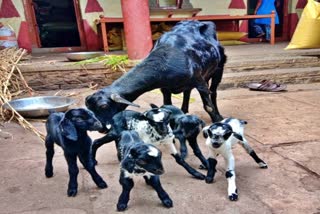 goat gave birth to five cubs