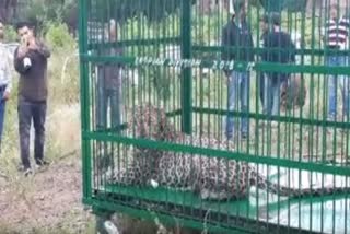 wildlife department captured leopard  നാല് വയസുകാരിയെ കൊലപ്പെടുത്തിയ പുലിയെ പിടികൂടി  man eating leopard  പുലിയെ പിടികൂടി  പുലി  കശ്മീർ  വന്യജീവി വകുപ്പ്  ബുഡ്ഗാം ജില്ല  ഫോറൻസിക് പരിശോധന