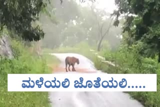 Gopalaswamy hill's tiger video viral