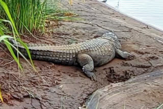 crocodile-found-in-sangli