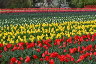 tulip garden