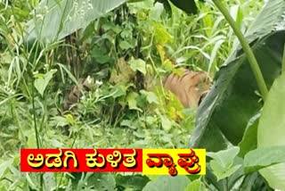 people-panic-after-seeing-bengal-tiger-in-east-champaran