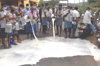 கொள்முதல் செய்யாததை கண்டித்து பாலை சாலையில் ஊற்றி போராட்டம்