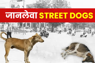 Street Dogs in Gwalior