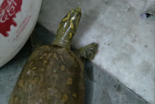 punjabi-bagh-police-rescues-endangered-tortoise-in-delhi