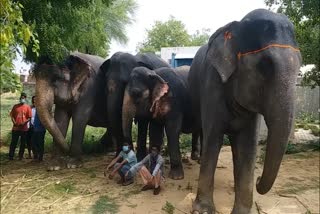 हाथियों को मिलेगी सहायता राशि, Elephants will get money to help