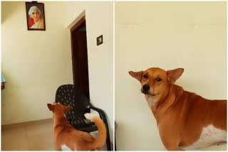 Crying pet in front of photo of owner  വളർത്തുനായ മലപ്പുറം വാർത്ത  ലിയോ എന്ന നായ വാർത്ത  ലിയോ വാർത്ത  cute dogs kerala news