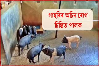 pig farmer's of darrang depressed over unidentified disease of pig