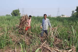 farmers-request-government-should-soon-make-a-plan-for-paddy-cultivation