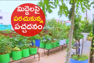 Terrace garden at hyderabad