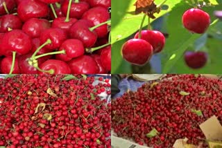 Kashmirs Cherry