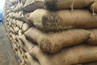 73 thousand quintals of paddy are on the verge of rotting