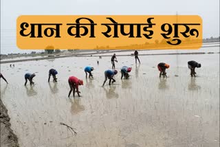 planting-paddy-started-by-farmers-in-sirsa