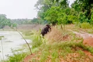 குளத்தில் இறங்கி்ய யானைகள் மீண்டும் வனப்பகுதிக்கு திருப்பம்