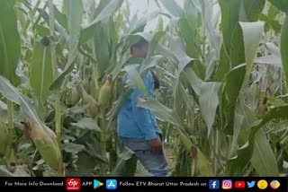 maize field  Teenager found in maize field  girl found in field  kannauj today news in hindi  kannauj latest news  kannauj news in hindi  kannauj crime news  मक्का के खेत में मिली किशोरी  सदर कोतवाली क्षेत्र  किशोरी से दुष्कर्म की आशंका  कन्नौज की ताजा खबर  कन्नौज समाचार  कन्नौज की आज की खबर