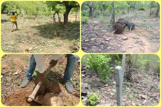 corruption-in-van-mandal-plantation-in-raisen