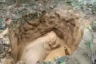 കാട്ടാന  Elephant  കാട്ടാന കിണറ്റിൽ വീണു  Elephant fell into the well  എറണാകുളം  ernakulam