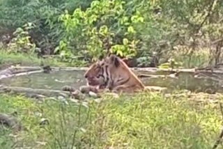 tiger in water tank