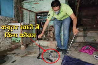 dangerous snake, snake rescued, rajasthan latest news