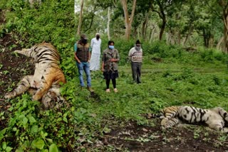 female tiger  female tiger died in a fight with Gaur  Bandipur tiger reserve  ബന്ദിപ്പൂര്‍ കടുവ സംരക്ഷണ കേന്ദ്രം  പെണ്‍ കടുവ