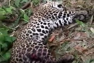 Leopard of dies in Shivpur village