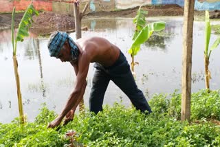 Farmer will produce lakhs from Ghuruwe