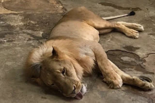 Another lion dies of COVID-19 in TN zoo  ചെന്നൈ മൃഗശാലയിൽ കൊവിഡ് ബാധിച്ച് ഒരു സിംഹം കൂടെ ചത്തു  പത്ഭനാഥൻ  സിംഹം  ലോക്ക്ഡൗണ്‍  Lock down  കൊവിഡ് വ്യാപനം