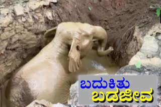 hours-long-rescue-operation-wild-elephant-escaped-from-well