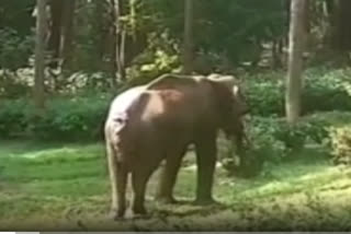 elephant-wandering-around-with-serious-injuries-in-nilgris