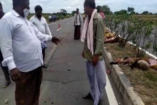 15 sheep died in road accident at guntur district