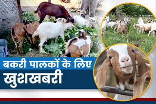Bakri Palan Yojana, help for goat farmers, animal feed and medical system