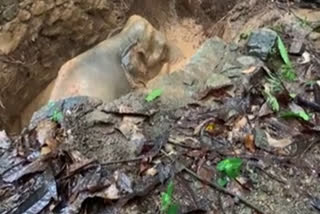 Kerala: Wild elephant rescued from well after hours of operation