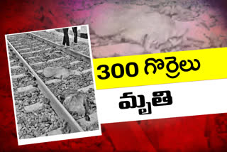 తెలంగాణ : రైలు ఢీ కొని 300 గొర్రెలు మృతి