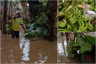 heavy rainfall in kozhikode; massive crop destruction  massive crop destruction in kozhikode  kozhikode  agriculture  ജില്ലയിൽ ശക്തമായ മഴ; വ്യാപക കൃഷിനാശം  കോഴിക്കോട്  വ്യാപക കൃഷിനാശം  ശക്തമായ മഴ