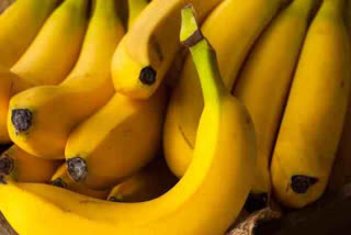 GI certified Jalgaon banana exported to Dubai