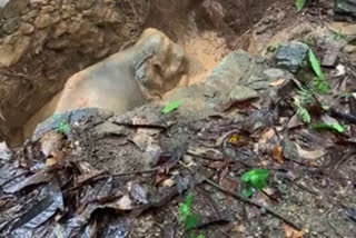 Kerala: Wild elephant rescued from well after hours of operation