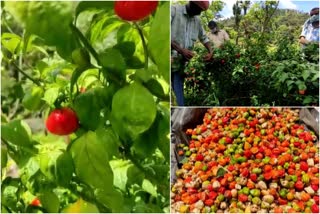 മാലി മുളക്  കര്‍ഷകര്‍  ഇടുക്കി  mali chilli cultivation  farmers in distress  Idukki