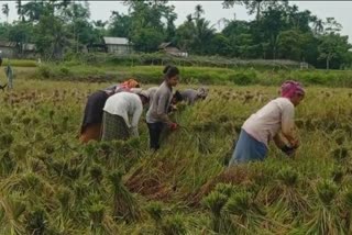 farmers-of-state-getting-ready-for-the-year-before-flood-with-cultivation-of-bodo-rice-etv-bharat-news