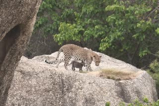 Jawai Panther conservation, Pali news