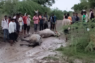 पूरात २ बैलांचा मृत्यू