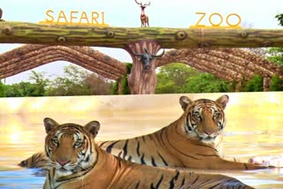 Asias biggest jungle safari