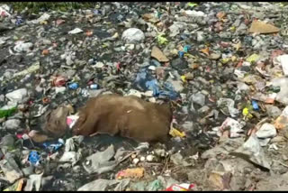 Garbage problems in ponds in delhi