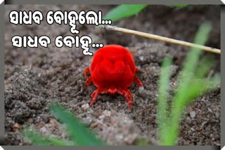 Red velvet mite, monsoon rain started, ମୌସୁମୀର ଆଗମନ, ସାଧବ ବୋହୂ, ନାଲି ଟୁକୁଟୁକୁ ସାଧବ ବୋହୂ